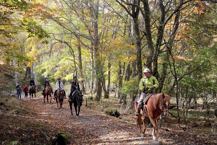 Horse riding Experience in Nature Rich Lake Shirakaba