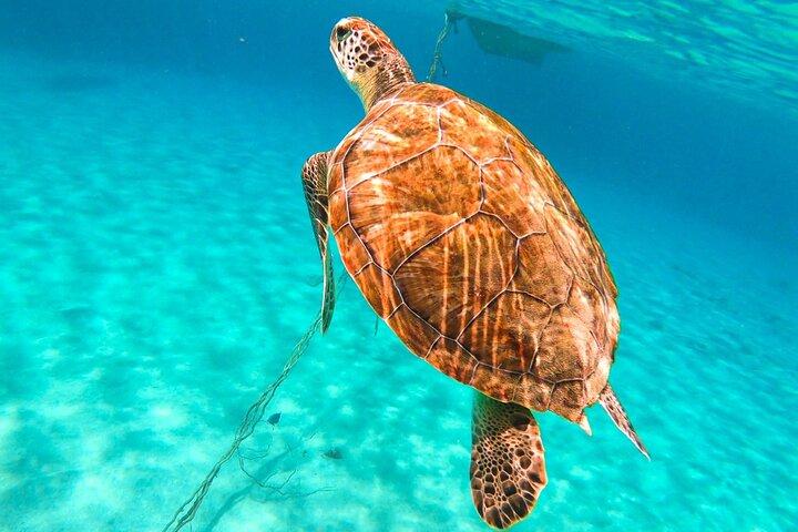 Swim with Turtles at Turtle Bay, Curacao: Boat, Blue Room Cave