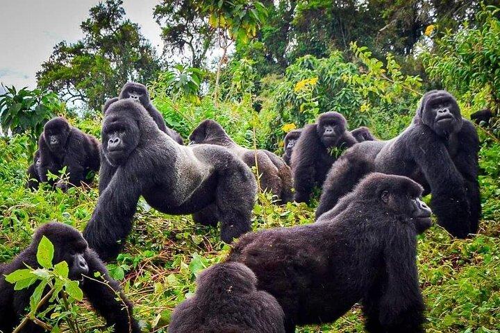 Private Gorilla Trekking Transfer from kigali to Volcanoes N.Park
