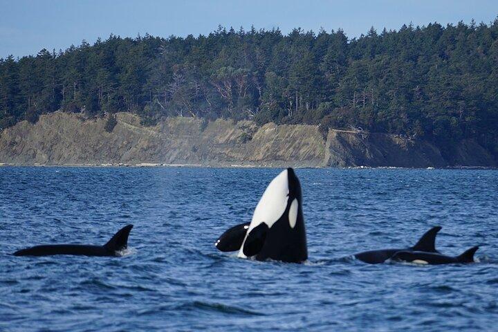 Orca whale tour from Orcas Island