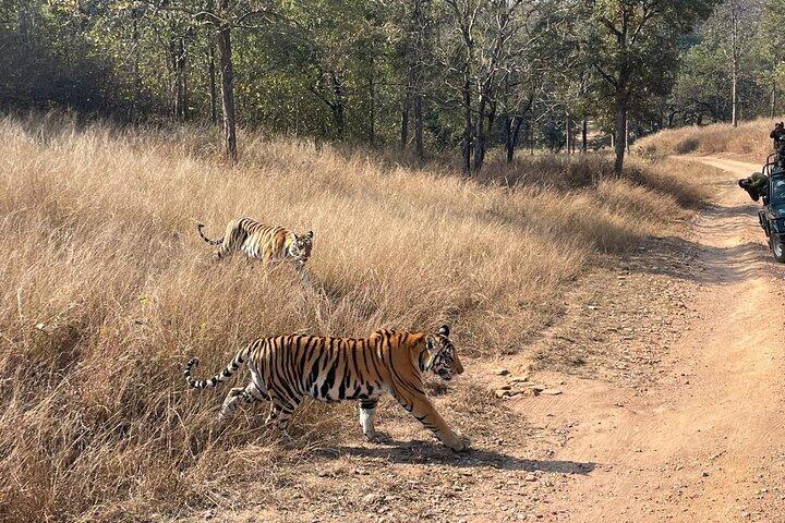 Private tiger watching in Panna National Park of Khajuraho