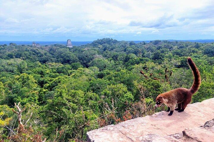 Tikal Private Tour From San Ignacio Belize with Lunch Included