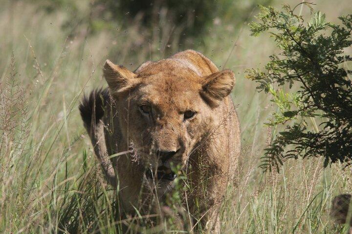 Full-Day Kruger National Park Safari