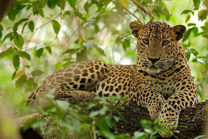 Wilpattu National Park 4-Hours Safari | with Naturalist