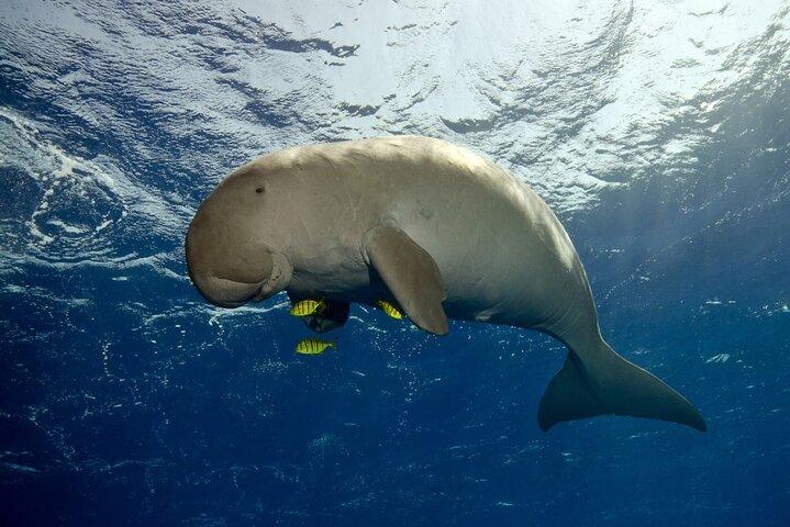Marsa Mubarak snorkeling with dugong and turtles in Marsa Alam