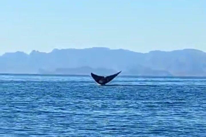 Blue Whale Watching Experience in Loreto