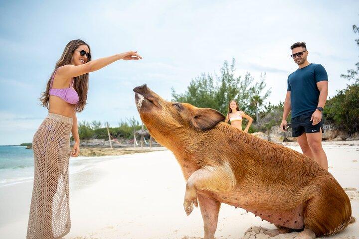 Rose Island Bahamas Original Swimming Pigs and Snorkeling 
