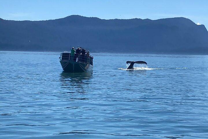 Whale Watching Adventure in Juneau