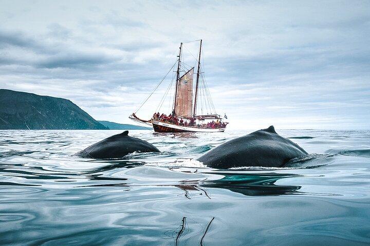 Whale Watching on a Traditional Oak Sailing Ship from Husavik