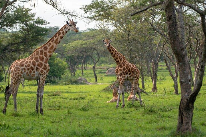 2-Day Wildlife Safari in Lake Mburo National Park