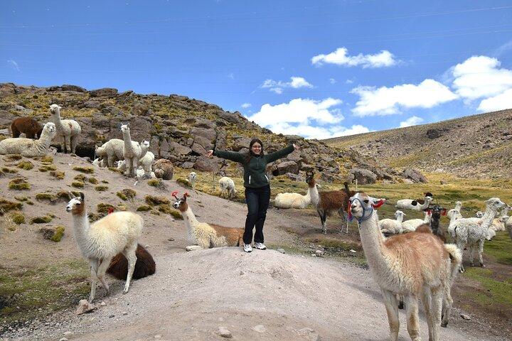 Guided Tour of 2 Days and a Night from Colca to Puno
