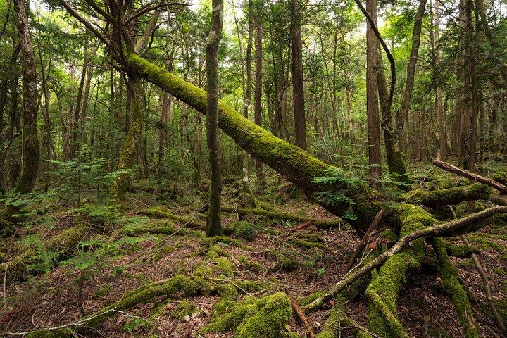 Aokigahara Jukai Forest Private Tour with Licensed Guide