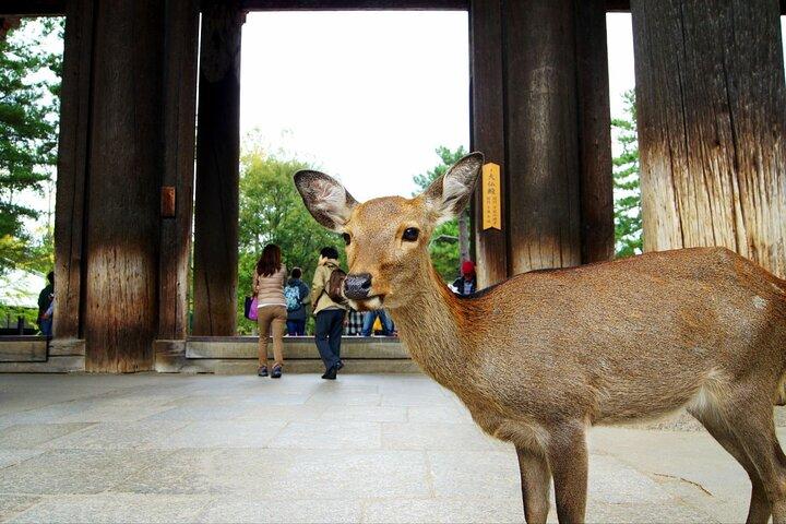 One Day Customized Self-Guided Tour in Nara