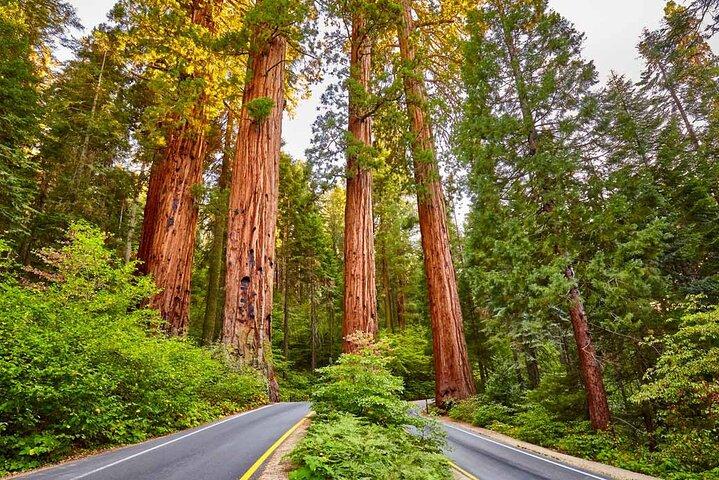 5 Star Rated Sequoia National Park Tour