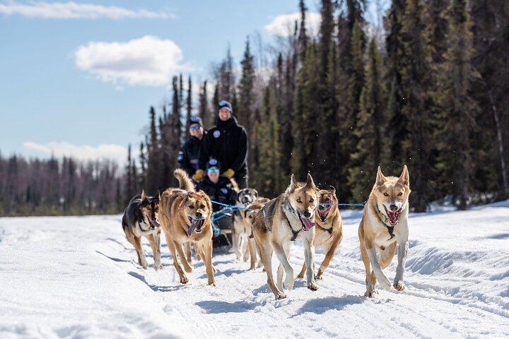 Dog Sledding Adventure in Willow, Alaska