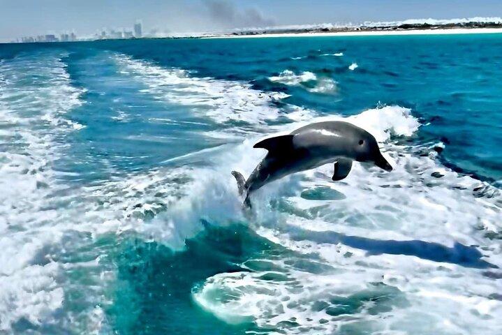 2 Hour Dolphin and Sightseeing Tour in Panama City Beach, Fl