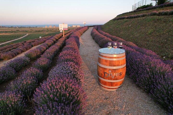 Aroma sampling of 5 Bulgarian Lavender varieties at DiVes Winery