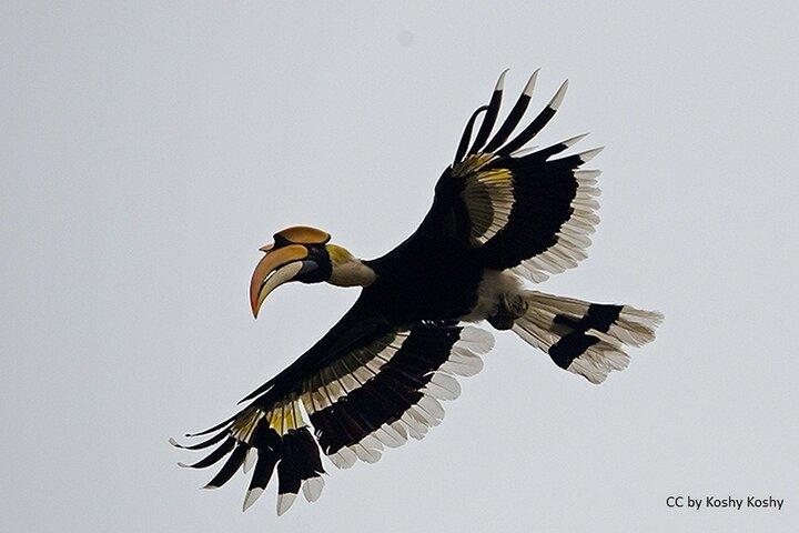 Great Hornbill & Exotic Birds of India's North-east