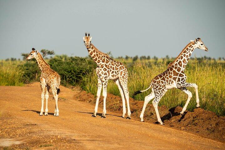 2 Days Budget Safari to Murchison Falls National Park