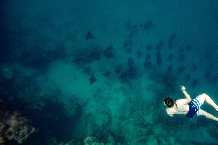 Eagle Ray and Turtle Tour Photography Included