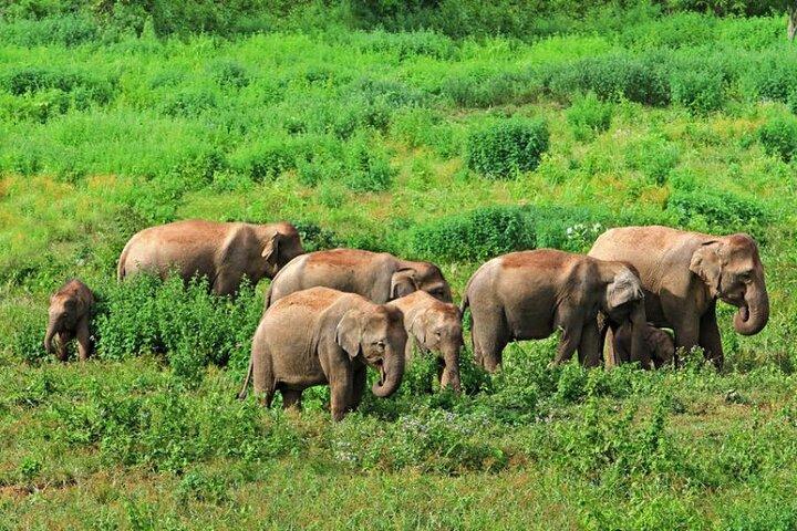 All inclusive 4 days Odisha Seranda Forest Elephant corridor Tour