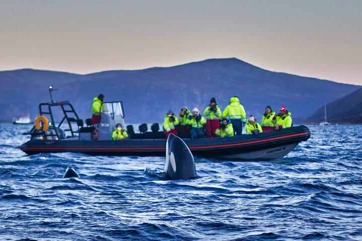 Whale Watching RIB Boat Tour in Skjervoy from Tromso
