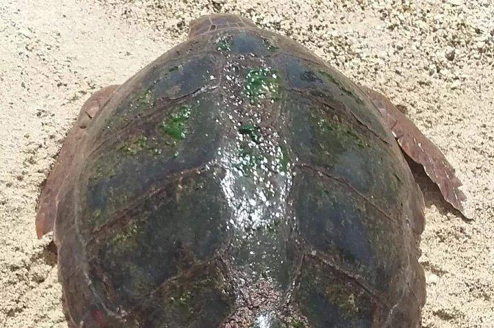 Turtle Experience in Boa Vista Island