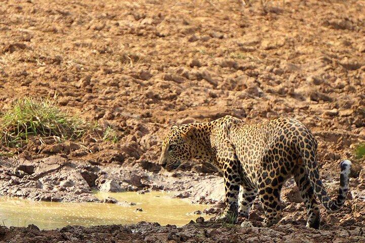 Yala National Park Leopard Safari Morning Afternoon Safari