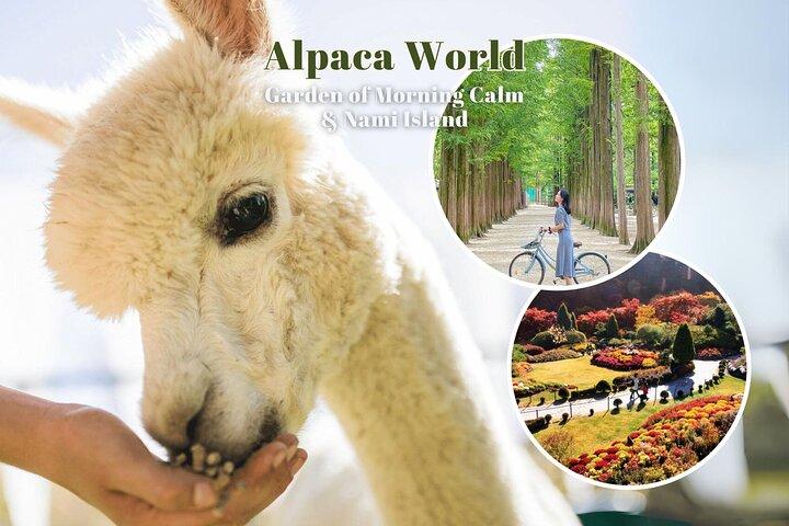 Alpaca World & Nami Island & Garden of Morning Calm One Day Tour