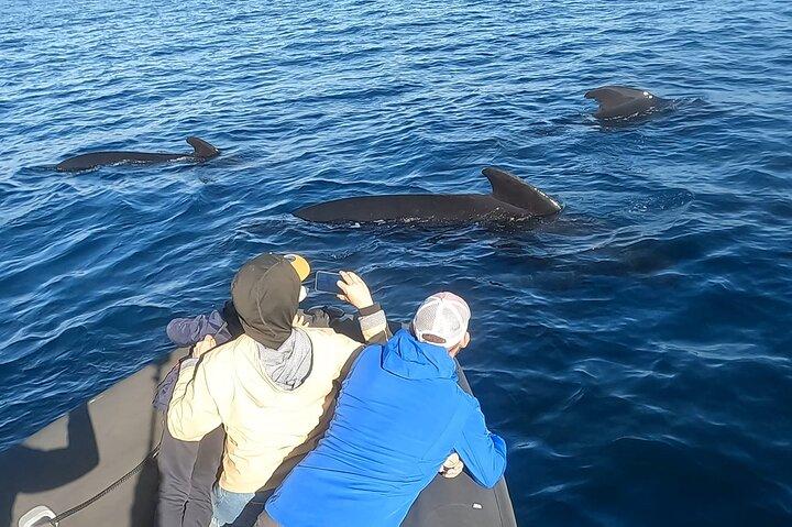 Cetacean Observation by Boat in the Basque Country