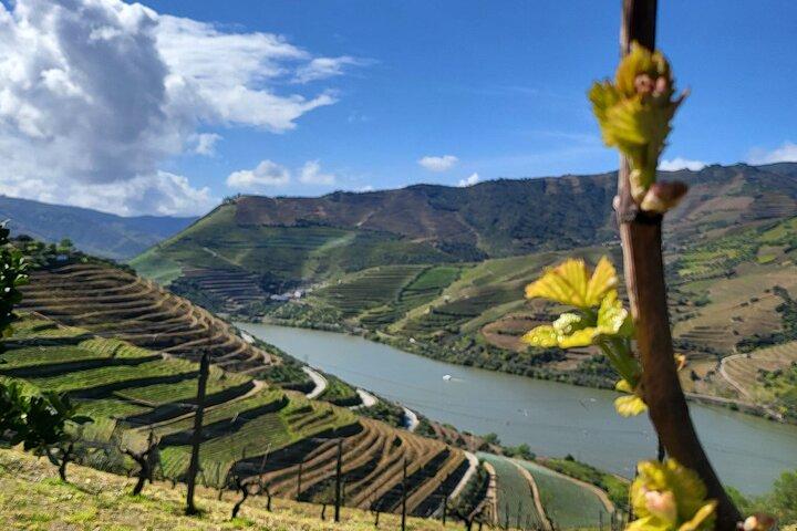 Private Tour in Douro Family Wineries and Boat