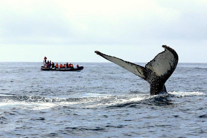Among Whales Dolphins and Volcanoes Full Day Tour With Lunch