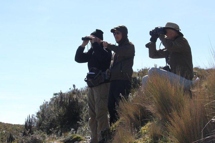 Birdwatching Tour in Cajas National Park from Cuenca
