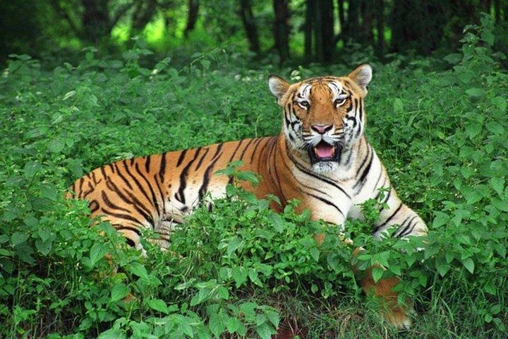 Bhubaneshwar to Bhitarkanika & Similipal Tiger Reserve Tour